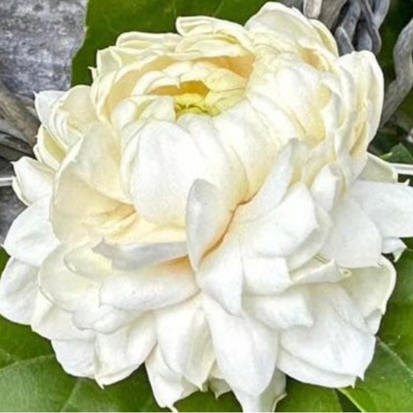 Mother of Pearl Queen Conch Pīkake & Edison Pearl Necklace Handmade - Picture 3 of 10